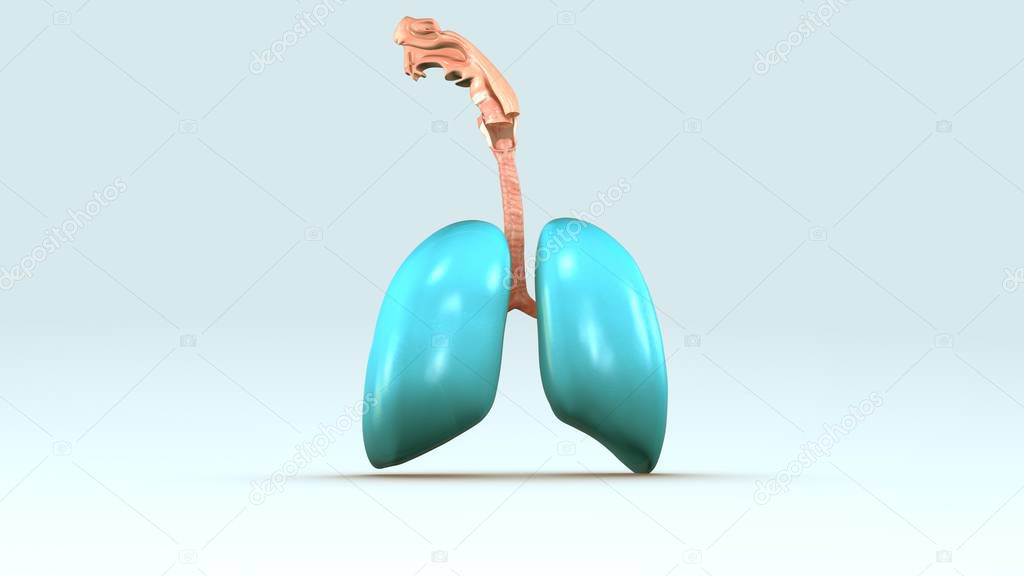 human respiratory system  