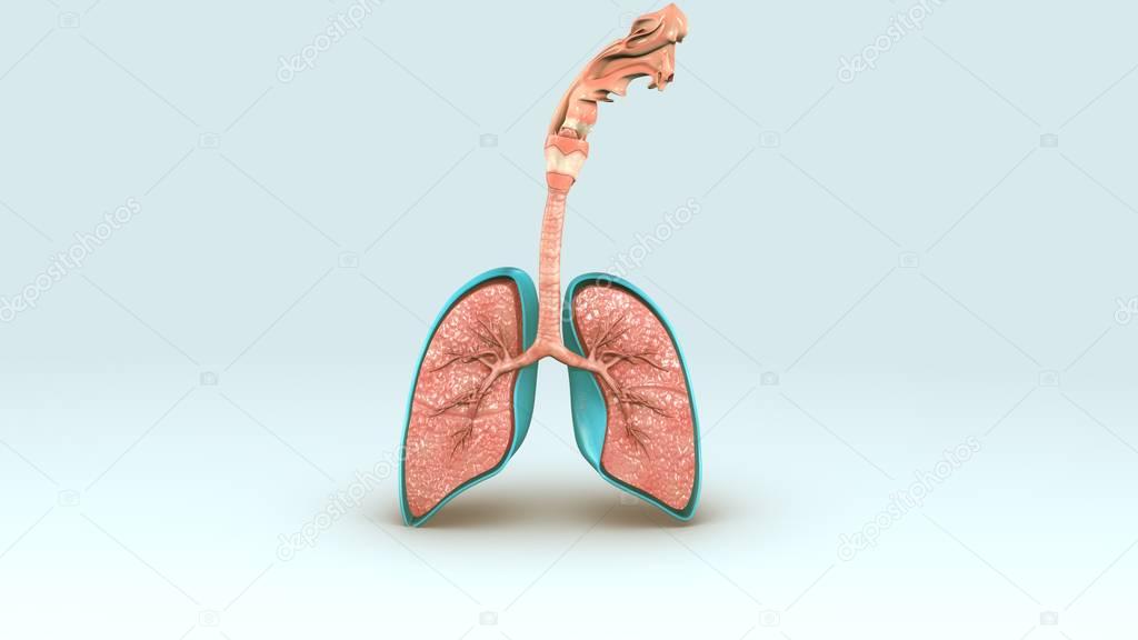 human respiratory system  