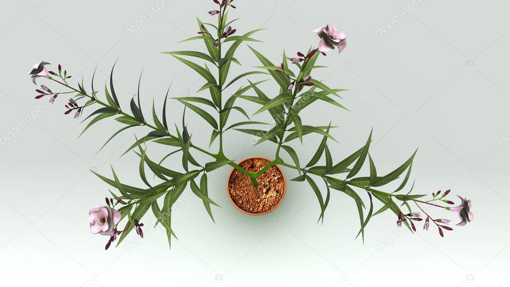 Nerium plant illustration