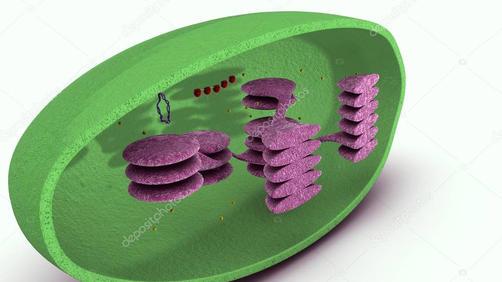 chloroplast 3d illustration