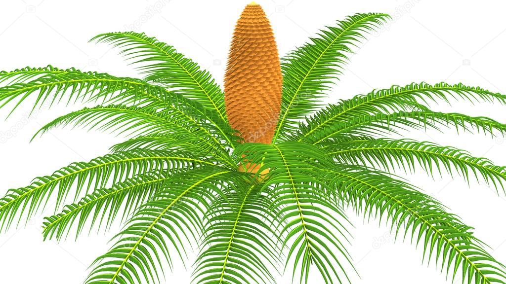 Cycas roots illustration