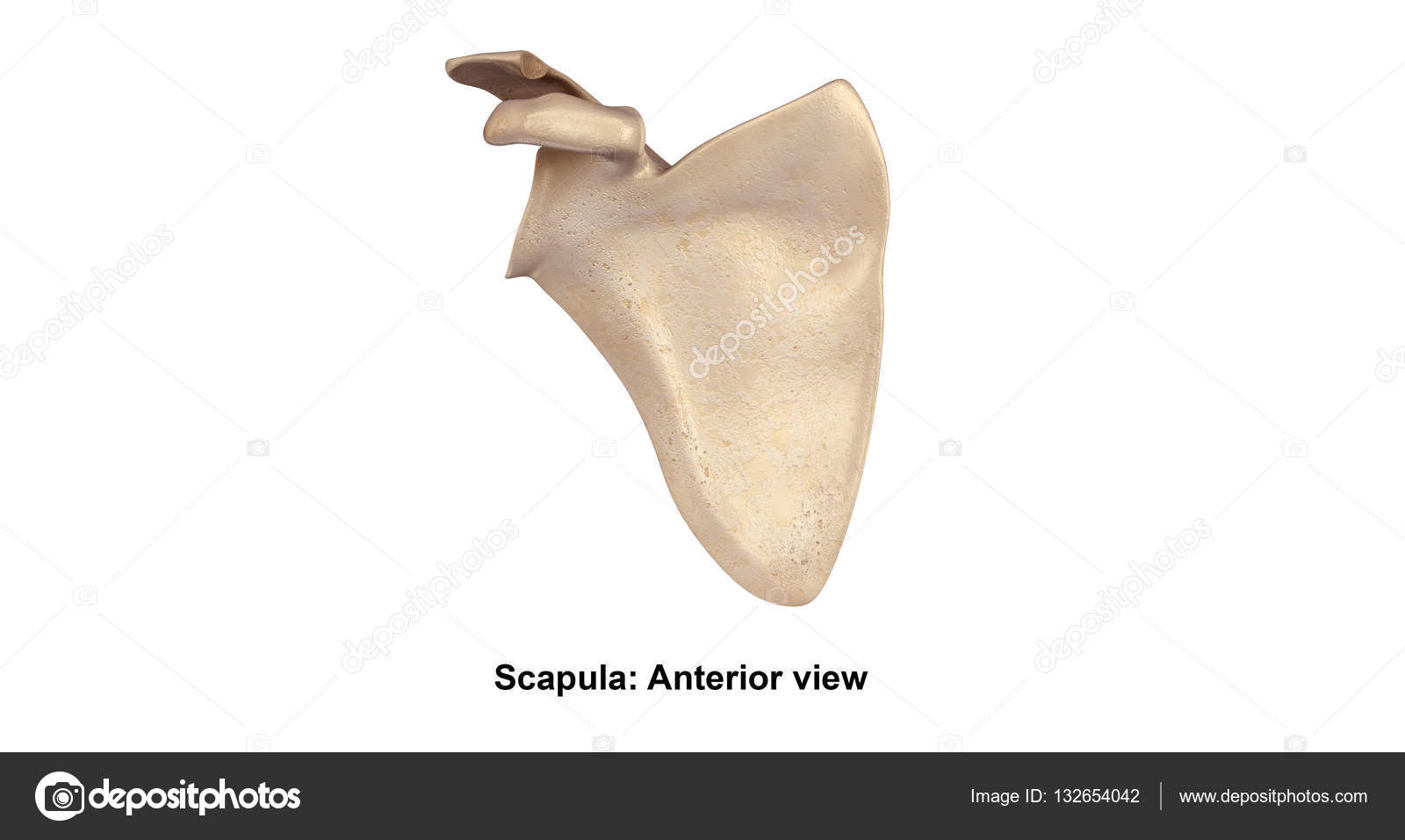 Scapula Anterior View Stock Photo By ©sciencepics 132654042