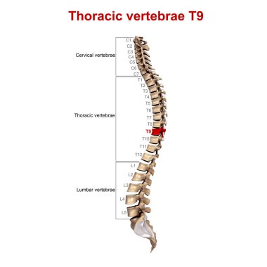 3D torasik vertebra