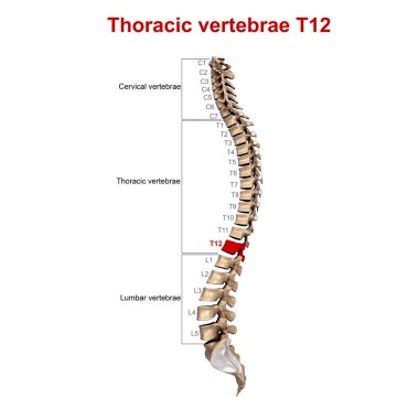 3D torasik vertebra