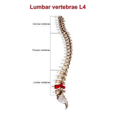 Vertebral sütunun Lateral 