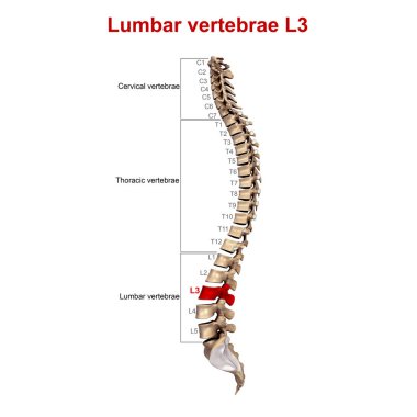 Vertebral sütunun Lateral 