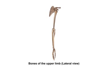 Bones of upper limb clipart