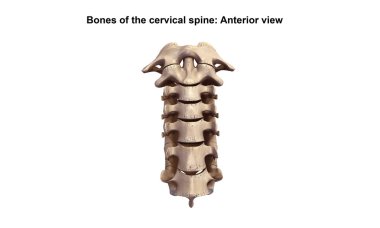 Cervicle vertebrae 3d clipart