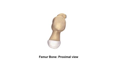 İnsan Femur kemik 