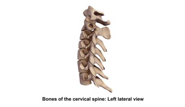 Cervicle omurga 3d
