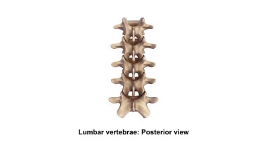 Vertebral sütunun Lateral 