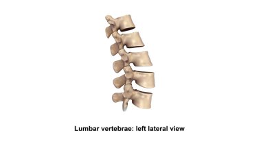 Vertebral sütunun Lateral 