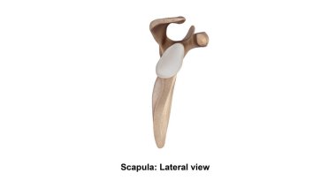 Scapula Anterior view  clipart