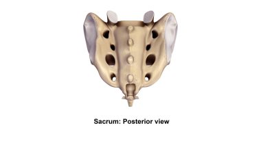 human sacrum bone clipart