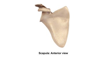 Scapula Anterior view  clipart