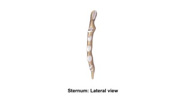 İnsan Sternum kemik