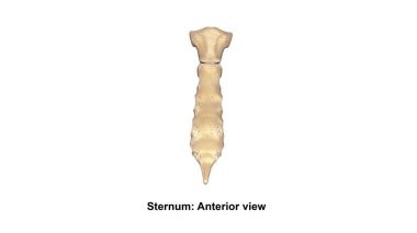 İnsan Sternum kemik
