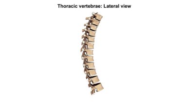 Vertebral sütunun Lateral 