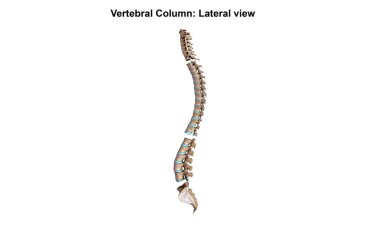 Vertebral sütunun Lateral 