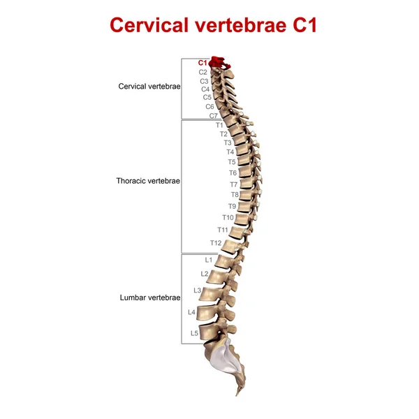 Vértebras cervicais 3d — Fotografia de Stock