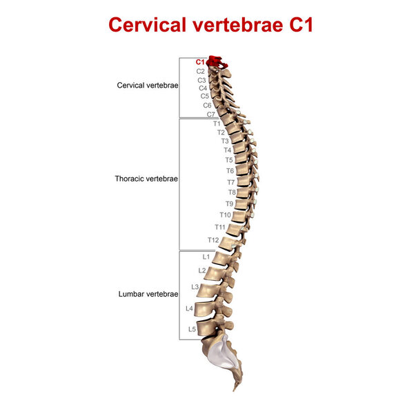 Позвонки шейки матки 3d
