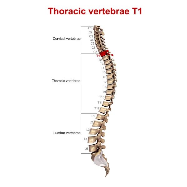 3d vértebras torácicas — Fotografia de Stock