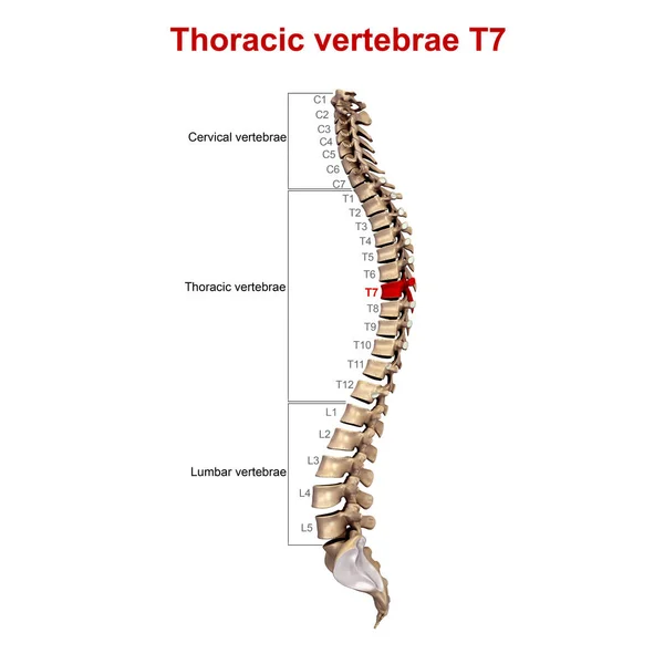 Vértebras torácicas 3d —  Fotos de Stock