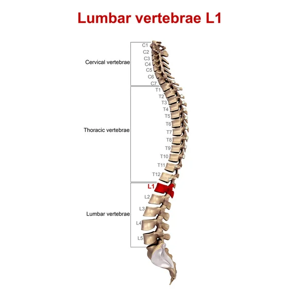 Coluna vertebral Lateral — Fotografia de Stock