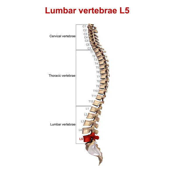 Colonna vertebrale Laterale — Foto Stock