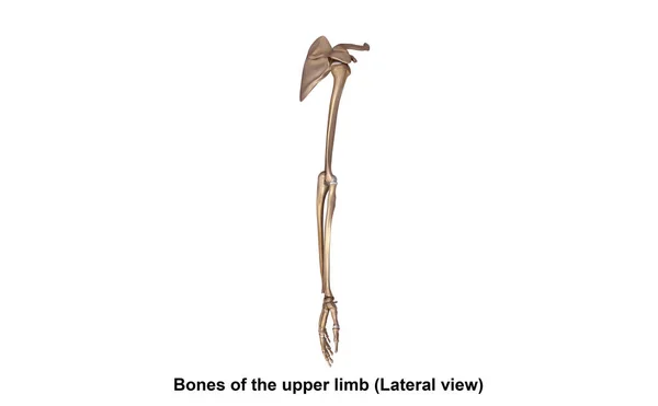 Knochen der oberen Extremität — Stockfoto