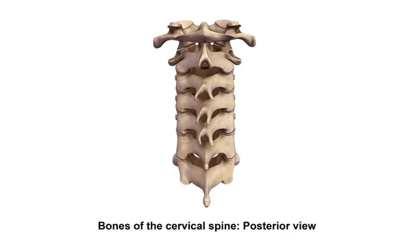 Kręgi Cervicle 3d — Zdjęcie stockowe