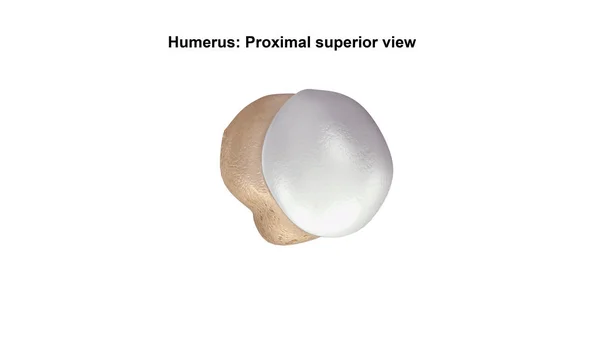 Humerus distal minderwertig — Stockfoto