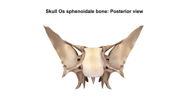 Kafatasını Os sphenoidale — Stok fotoğraf
