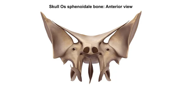 Skull Os sphenoidale bone — Stock Photo, Image