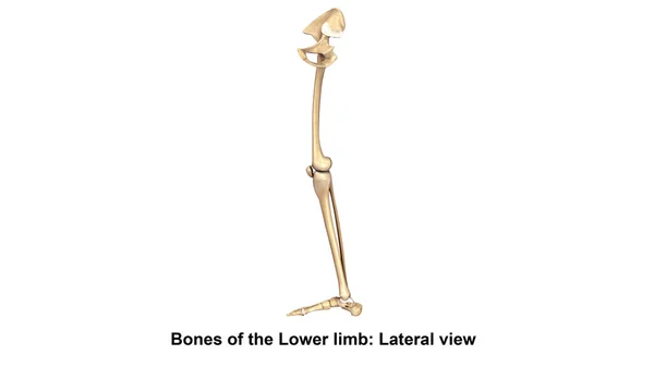 Skeleton Leg view — Stock Photo, Image