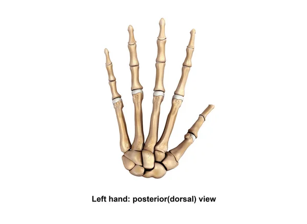 Linke vordere Hand (Handfläche)) — Stockfoto
