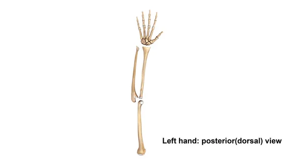 Mão esquerda anterior (palmer ) — Fotografia de Stock