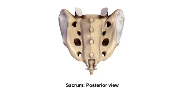 Human sacrum bone — Stock Photo, Image