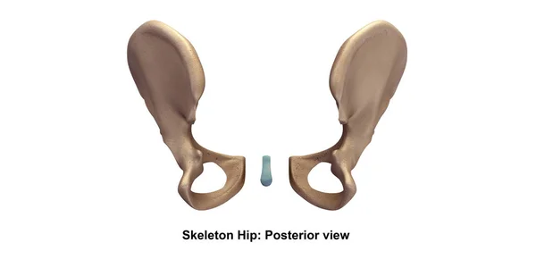 Illustrazione scheletrica dell'anca — Foto Stock