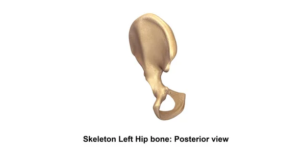 Human Left hip bone — Stock Photo, Image