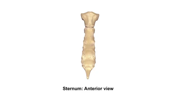 Menselijke borstbeen been — Stockfoto
