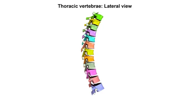 Coluna vertebral Lateral — Fotografia de Stock