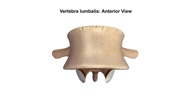 Vertebra lombalis Vista posterior — Fotografia de Stock