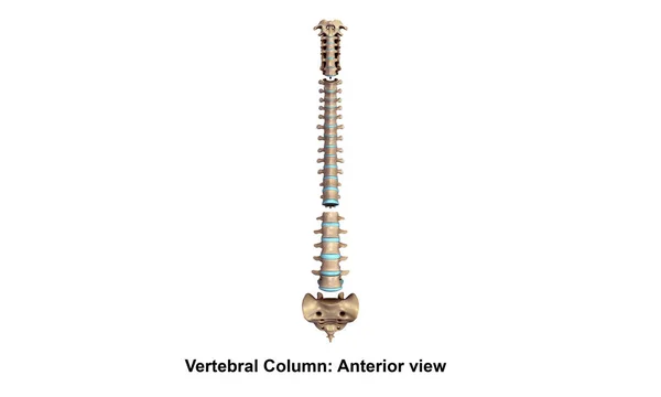 Columna vertebral Lateral — Foto de Stock
