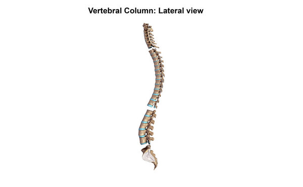 Vertebral Column Lateral 