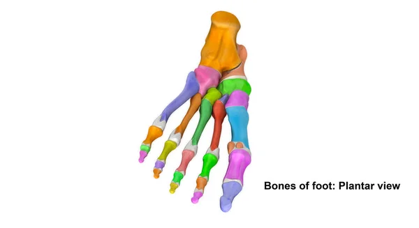 Skeleton Fotplante-utsikt – stockfoto