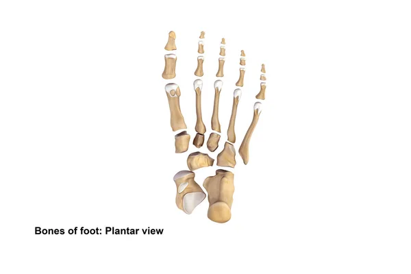 Skelet voet Planter weergave — Stockfoto