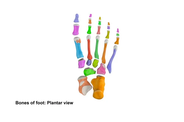Скелет плантатор ноги подання — стокове фото