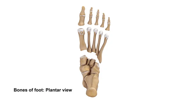 Plantador de pies esqueleto vista — Foto de Stock