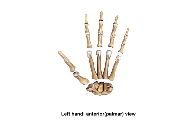 Left Hand anterior (palmer) — Stock Photo, Image